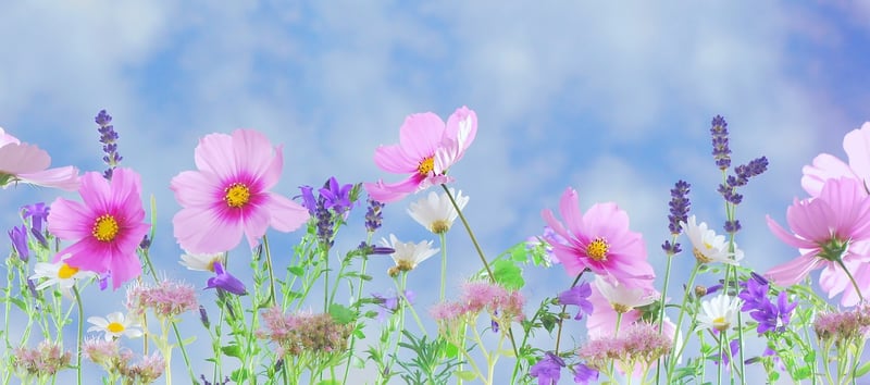 Celestial Beauty